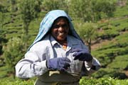 Tea picker. Tea plantations around Munnar town, Kerala. India.