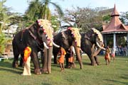 Pakalpooram (elephant procession), Ernakulam Shiva Temple Festival (Ernakulathappan Uthsavam). Ernakulam, Kerala. India.
