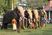 Pakalpooram (elephant procession), Ernakulam Shiva Temple Festival (Ernakulathappan Uthsavam). Ernakulam, Kerala. India.