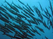 Group of Barracudas. Raja Ampat. Papua, Indonesia.
