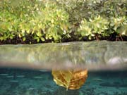 Mangroves. The Passage dive sites, Raja Ampat. Indonesia.