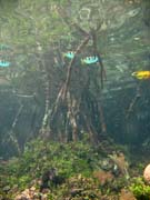 Mangroves. The Passage dive sites, Raja Ampat. Indonesia.