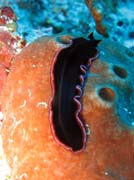 Flatworm. Raja Ampat. Indonesia.