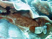 Wobbegong shark. Raja Ampat. Indonesia.