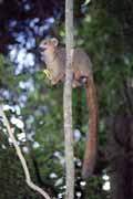 Crowned lemur, l'Ankarana National park. Madagascar.