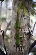 Gecko, l'Ankarana National park. Madagascar.