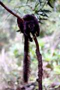 Semi-tame black lemur, Nosy Komba. Madagascar.