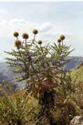 Simien mountains. North,  Ethiopia.