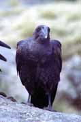 Raven in SImien mountains. Ethiopia.