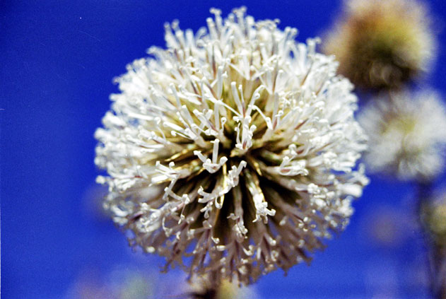 Flower. North,  Ethiopia.