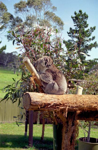 Koala. Australia.