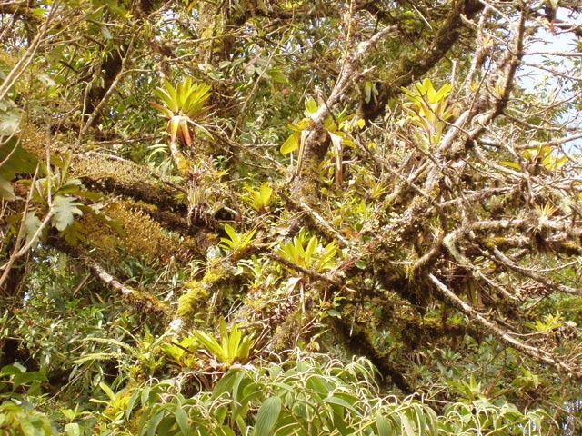 Cloudy forest. Cerro De la Muerte. Costa Rica.