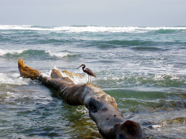 National park Cahuita. Costa Rica.