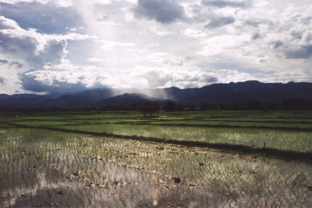 Rice fileds near Muang Sing. Laos.