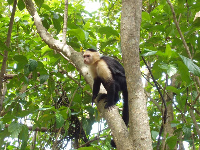 White-faced capuchin monkey. National park Manuel Antonio. Costa Rica.