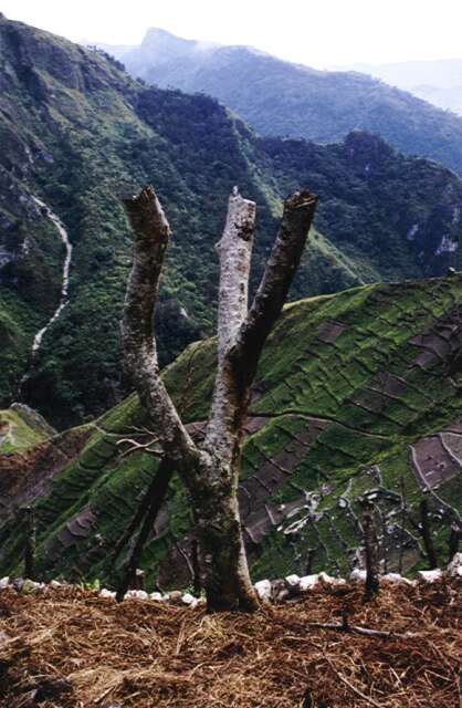 Farming fields. South part of Baliem Valley. Papua,  Indonesia.