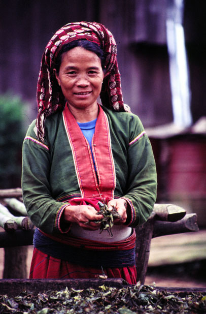 Tea drying. Area around Kalaw village. Myanmar (Burma).