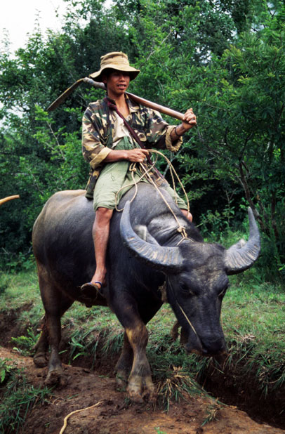 On the way from fileds to home. Myanmar (Burma).