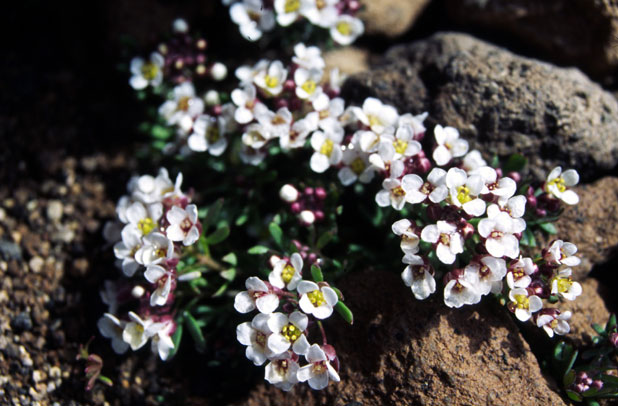 High altitude flowers. Iran.