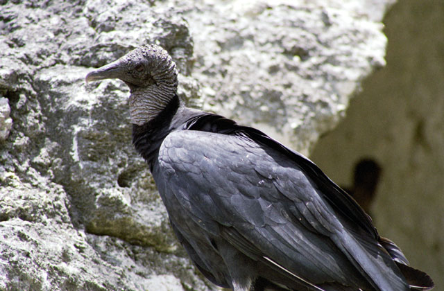 Vulture, Tikal. Guatemala.