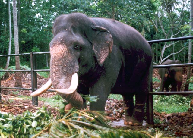 Elephnat house in Mahaweli near Kendy. Sri Lanka.