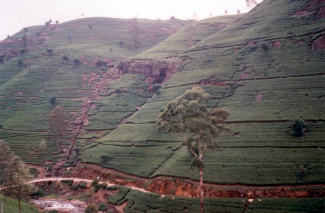 Tea plantation in Nuwara Elyia. Sri Lanka.