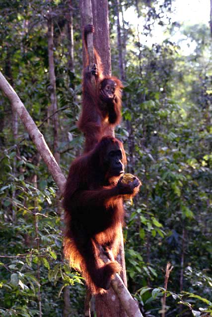 Orangutan in Tanjung Puting national park. Kalimantan,  Indonesia.