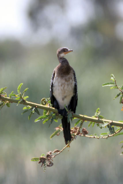 Bird, Ziway lake. South,  Ethiopia.
