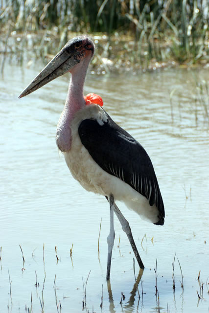 Marabou stork (Leptoptilos crumeniferus), Ziway lake. South,  Ethiopia.