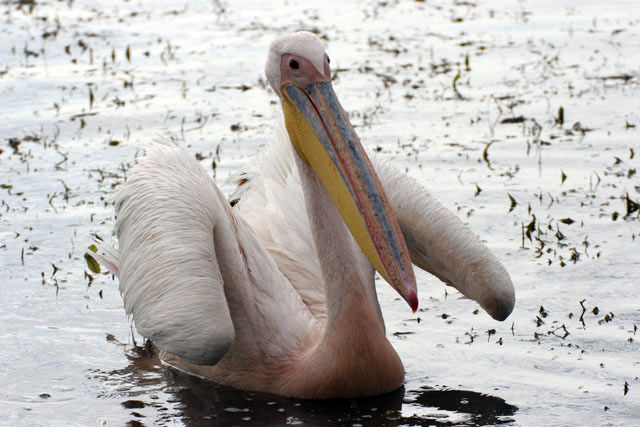 Pink-backed Pelican (Pelecanus rufescens), Shala lake. South,  Ethiopia.