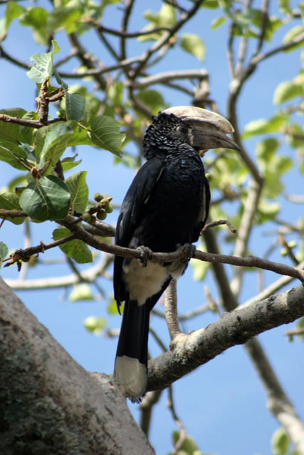 Silvery-cheeked Hornbill (Ceratogymna brevis), Awasa lake. South,  Ethiopia.