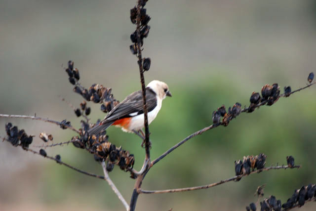 White-headed Buffalo-Weaver (Dinemellia dinemelli). South,  Ethiopia.