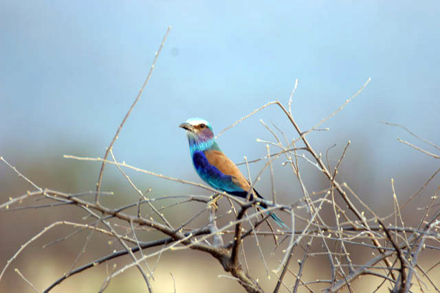 Lillacbreasted Roller (Coracias caudata). South,  Ethiopia.