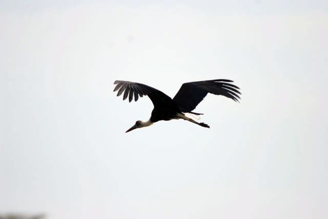 Woolly-necked Stork (Ciconia episcopus), Murlle. South,  Ethiopia.