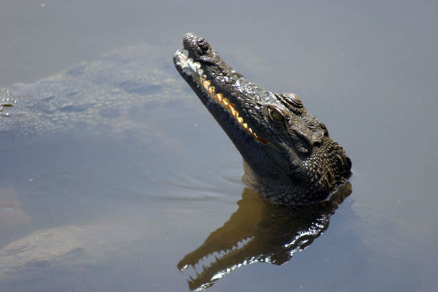 Crocodile, Arba Minch. South,  Ethiopia.