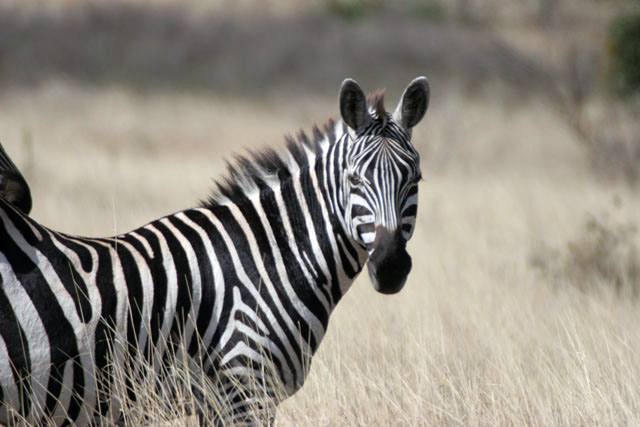 Zebra, Nechisar National Park. South,  Ethiopia.