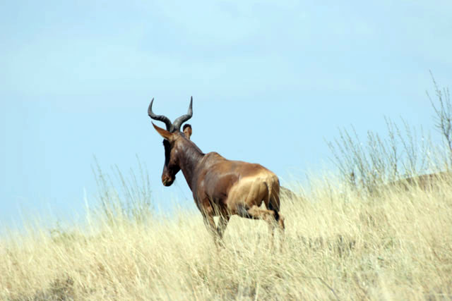 Hartebeast, Nechisar National Park. South,  Ethiopia.