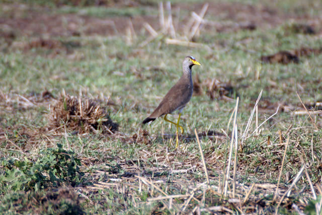 Wattled Lapwing (Vanellus senegallus), Arba Minch area. South,  Ethiopia.