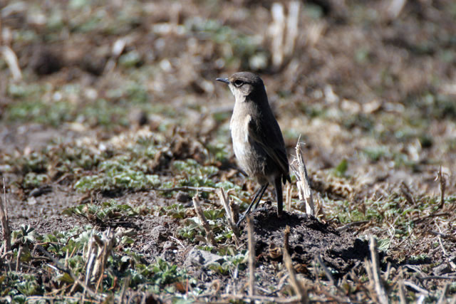 Bale Mountain National Park. South,  Ethiopia.