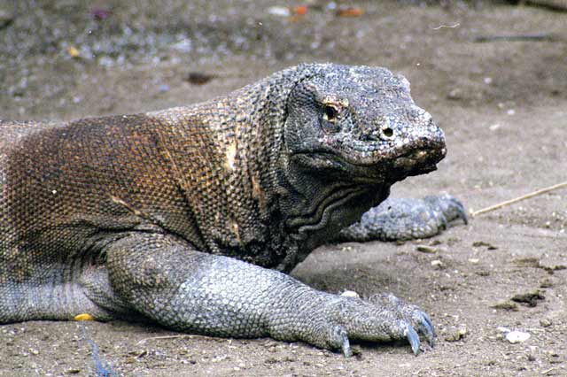 Komodo dragon at Rinca island. Nusa Tenggara,  Indonesia.