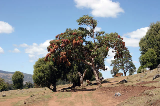 Bale Mountain National Park. South,  Ethiopia.