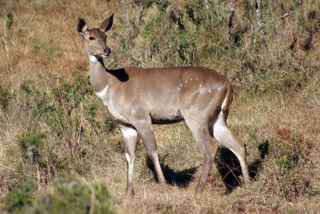 Mountain nyala. Bale Mountain National Park. South,  Ethiopia.