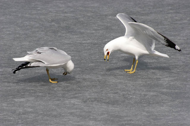 Loring Park, Minneapolis, Minnesota. United States of America.