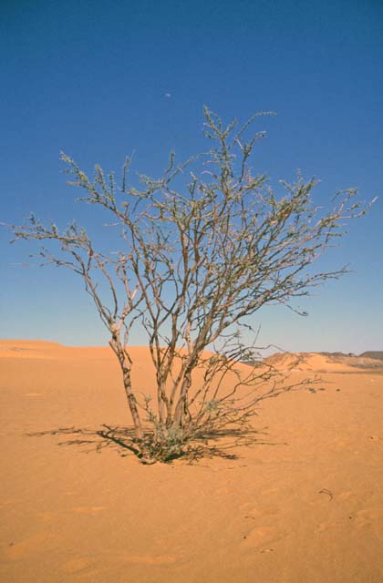 Desert. Pyramids at Meroe. Sudan.