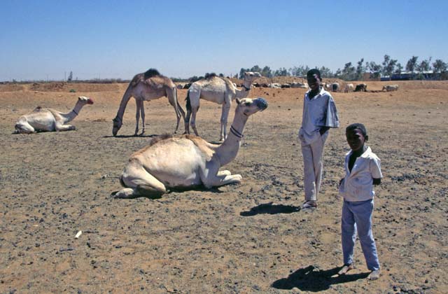 Camel market at the outskirts of Lybia market. Khartoum (Omdurman). Sudan.