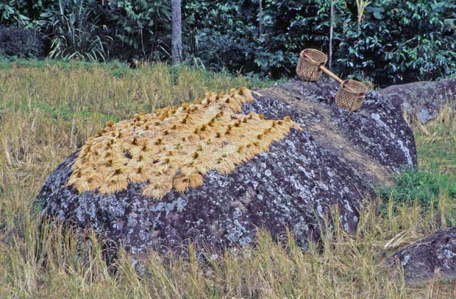 Ricefield, Tana Toraja area. Sulawesi,  Indonesia.