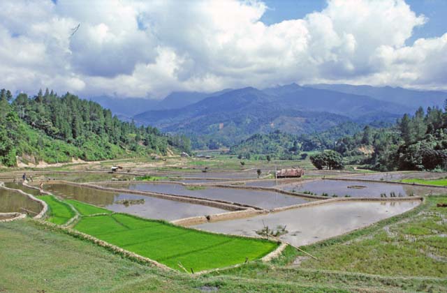 Ricefield, Mamasa valley, Tana Toraja area. Sulawesi,  Indonesia.