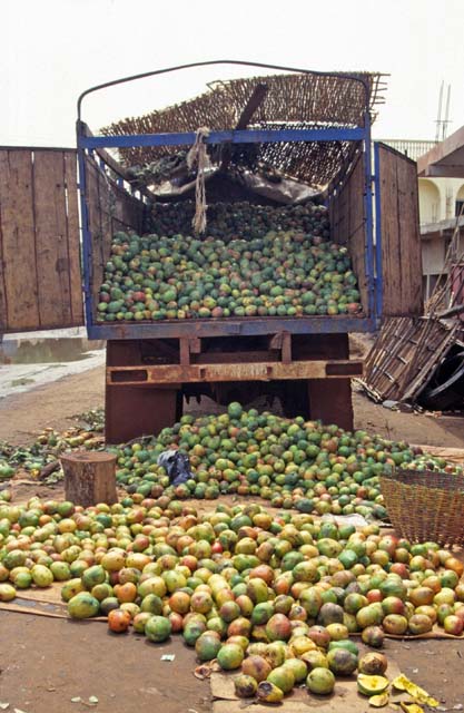 Mango fuitage was really big. Kayes town. Mali.