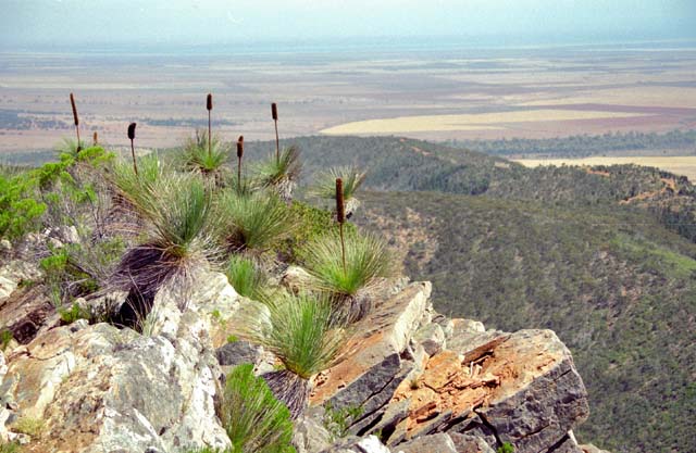 Flinders Ranges national park. Australia.