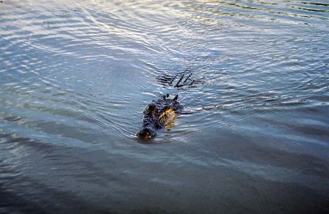 Crocodile at Yellow Water river. Kakadu national park. Australia.